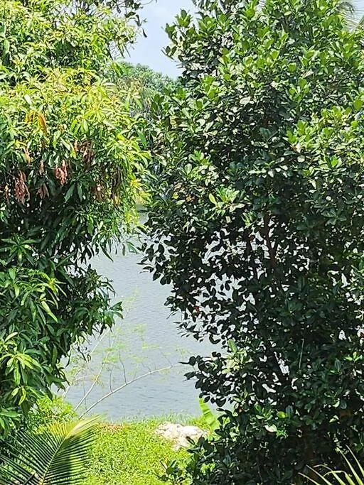 Alwaye Elegant River Front Villa Near Airport Kochi.